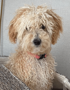 Mambo Hond Van Koninklijk Gezin Screenshot Instagram Oktober 2021