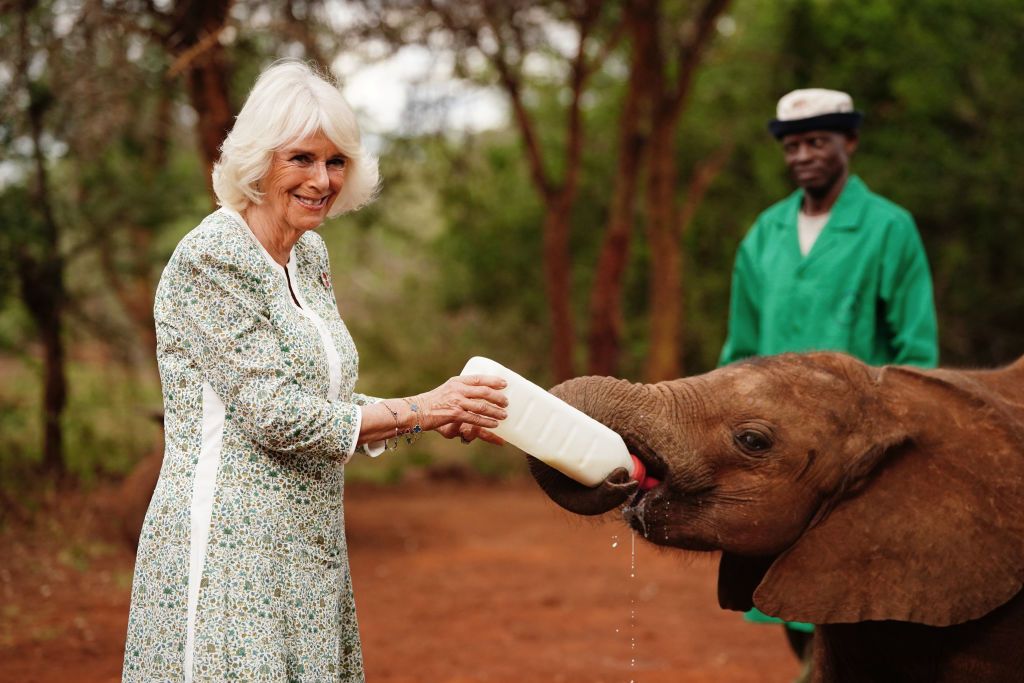 Queen Camilla Iii Feeds Milk To A Baby Elephant During A News Photo 1698852075
