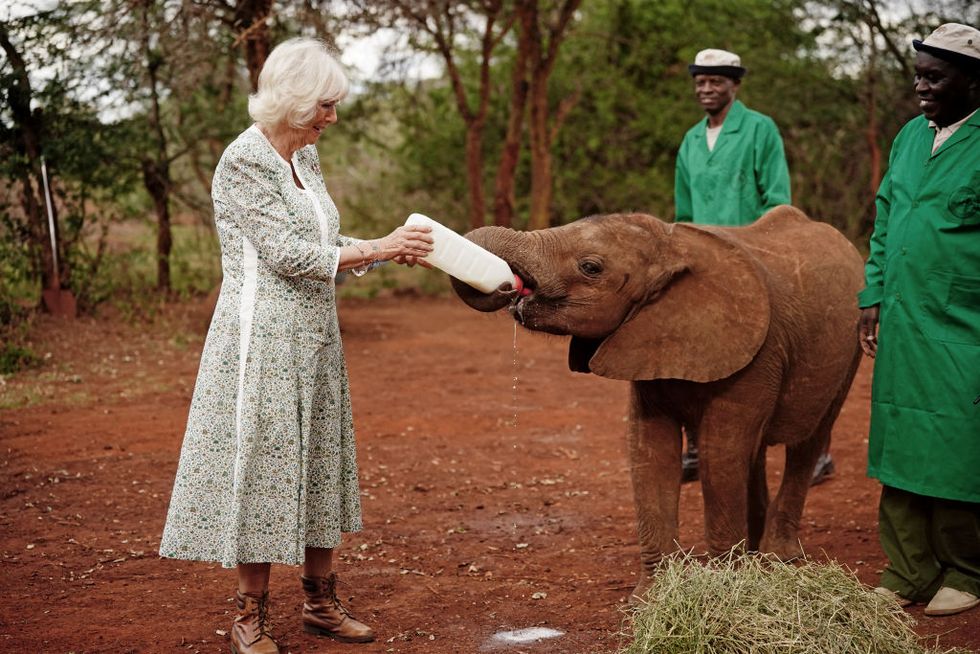 Queen Camilla Iii Feeds Milk To A Baby Elephant During A News Photo 1698852128