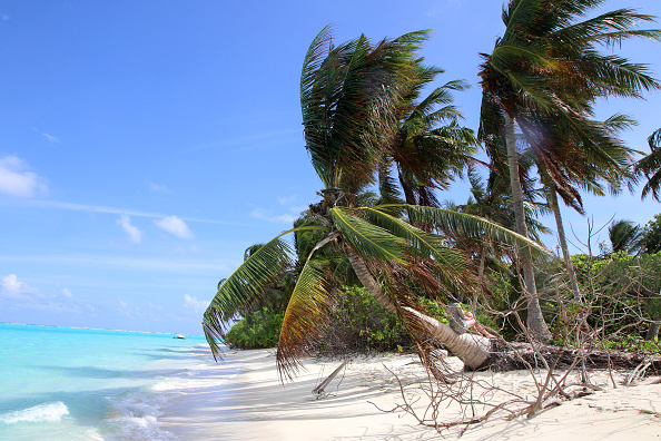View Of The Coast Of The Indian Ocean, With A Beach And Palm