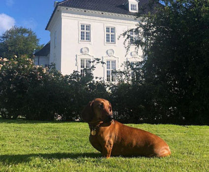 Hond Margrethe Denemarken