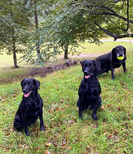 Willem Alexander 3 Labradors Dierendag 2020